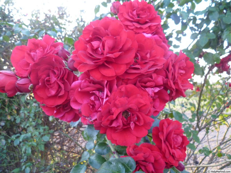 'Amadeus ™ (LCl, Kordes 2003)' rose photo