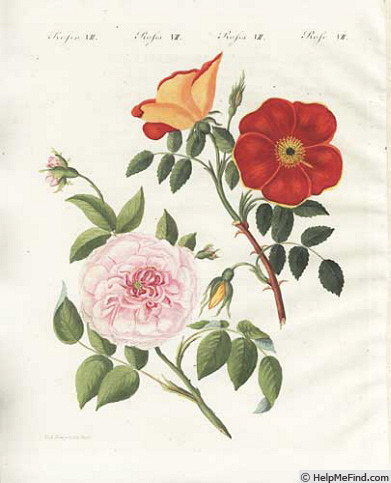'R. lutea bicolor' rose photo