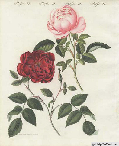 'R. semperflorens' rose photo