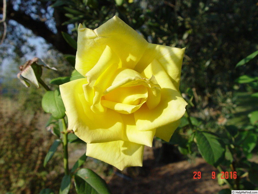 'Nicolas Hulot ®' rose photo