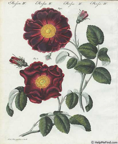 '<i>Rosa holoserica purpurea flore semi-pleno</i>' rose photo