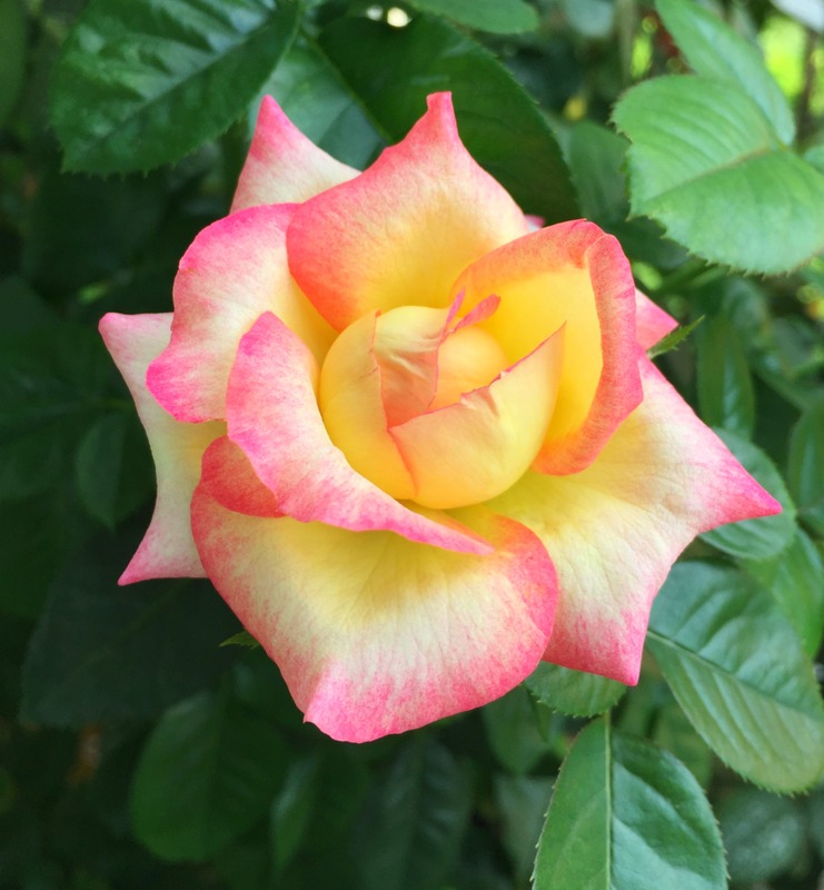 'Love & Peace ™ (hybrid tea, Twomey & Lim 2001)' rose photo