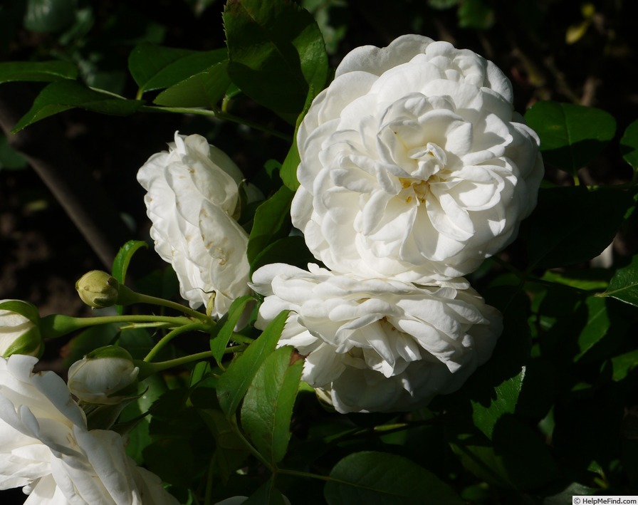'Prague ™ (floribunda, Olesen/Poulsen, 2000/12)' rose photo