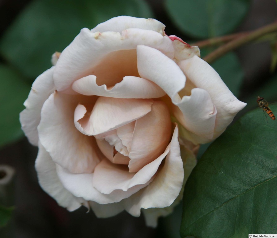 'Grey Dawn' rose photo