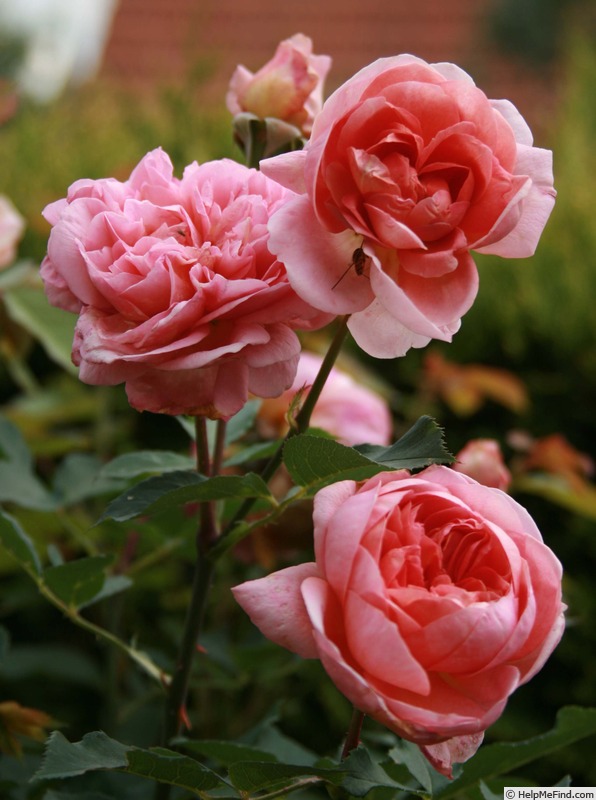 'Boscobel ® (shrub, Austin 2012)' rose photo
