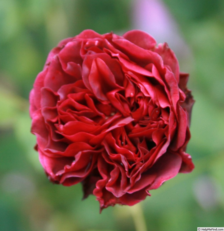 'Speronella Dalesmanini ®' rose photo