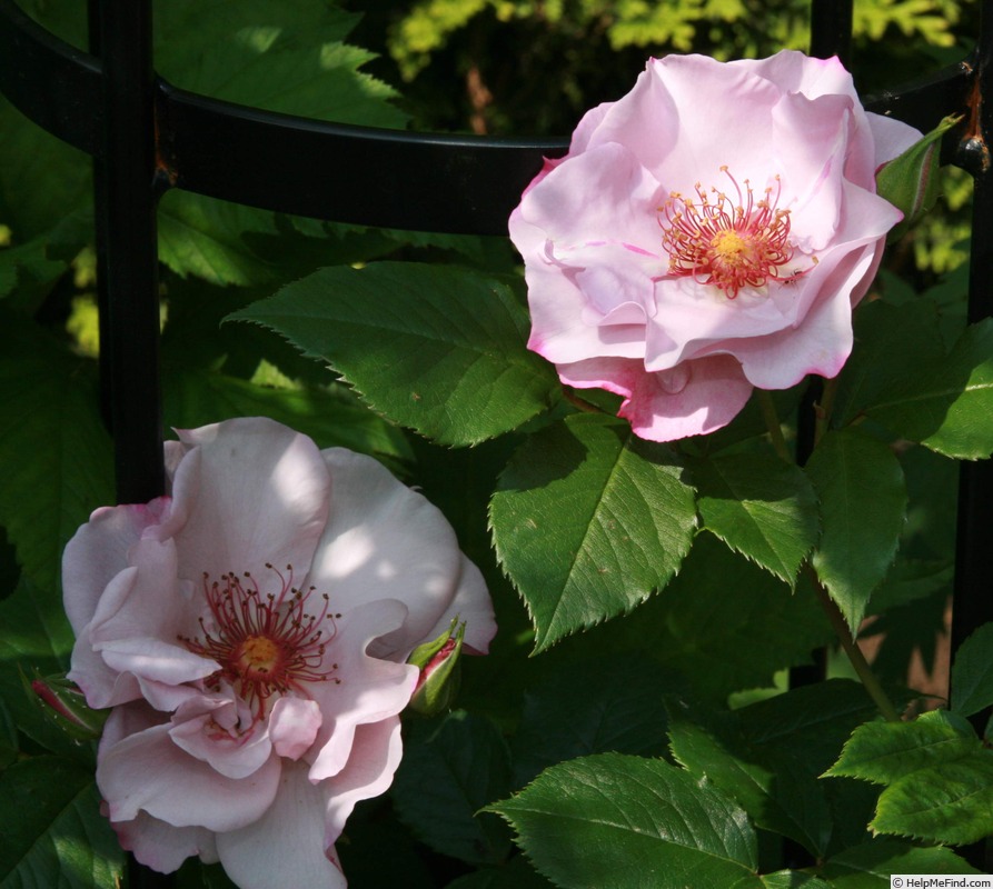 'Odyssey (floribunda, Cowlishaw, 2001)' rose photo