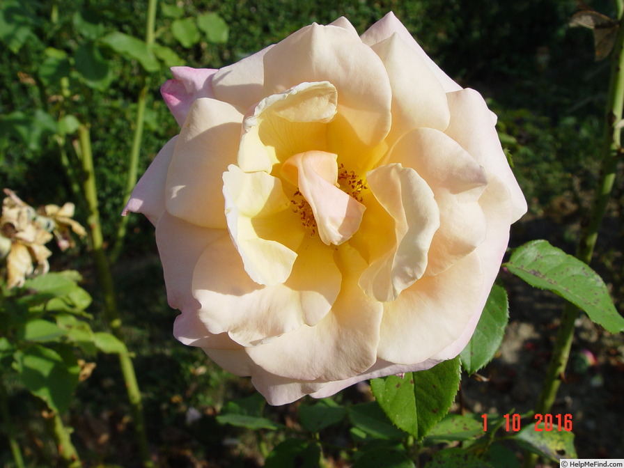 'Paul Ricard ®' rose photo