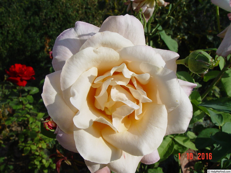 'Champagne (hybrid tea, Lindquist, 1961)' rose photo