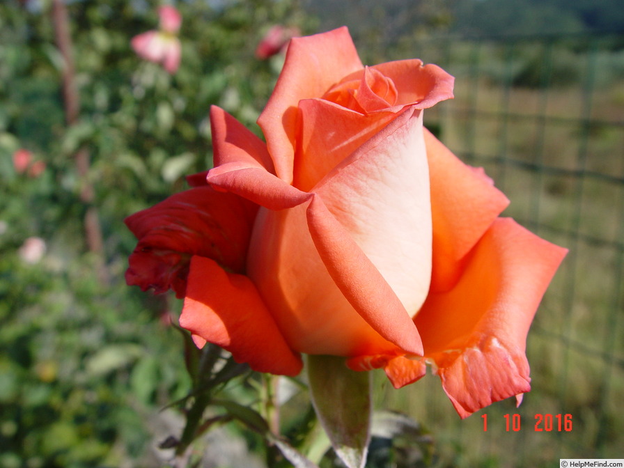 'Folklore (Hybrid Tea, Kordes, 1977)' rose photo