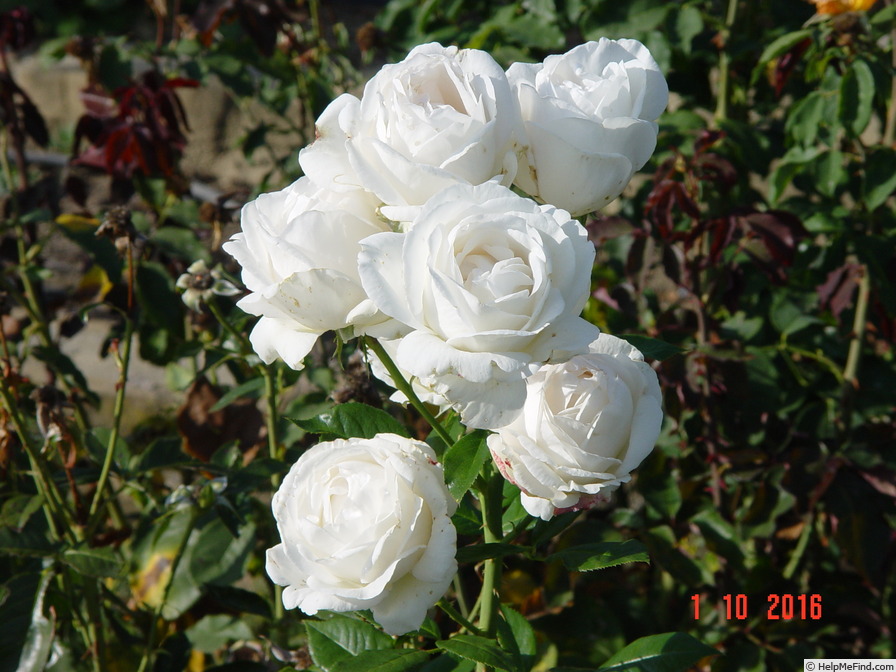 'Elvis ® (hybrid tea, Adam, 2004)' rose photo