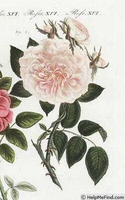 'Belle Fille' rose photo