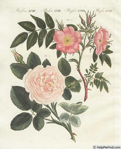 'Dwarf White Rose' rose photo