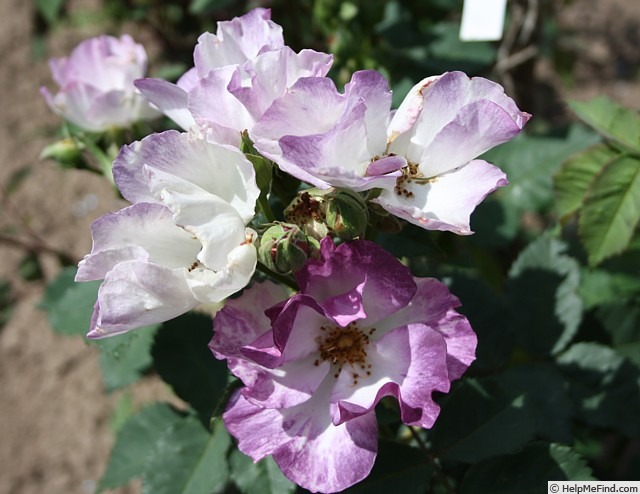 'Andenken an Ronald Haase' rose photo