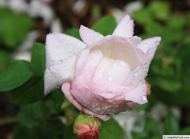 'Christiane Frost' rose, click to enlarge 'Christiane Frost' rose photo