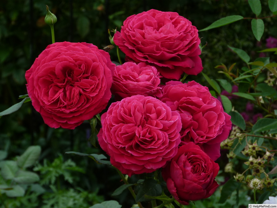 'Gospel ® (hybrid tea, Evers/Tantau, 2002/12)' rose photo