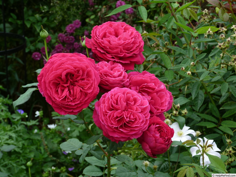 'Gospel ® (hybrid tea, Evers/Tantau, 2002/12)' rose photo