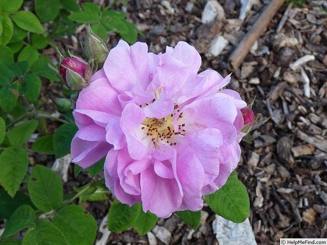 'Raduga' rose photo