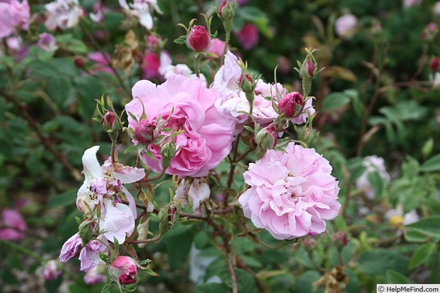 'Vilena' rose photo