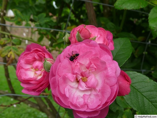 'Anna la Belle' rose, click to enlarge 'Anna la Belle' rose photo