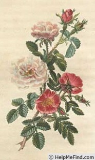 'Rosier Luisant' rose photo