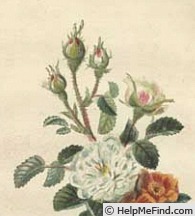 'Rosa unica' rose photo