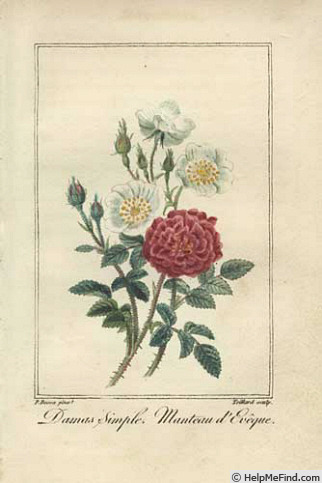 'Manteau d'évêque (Gallica)' rose photo