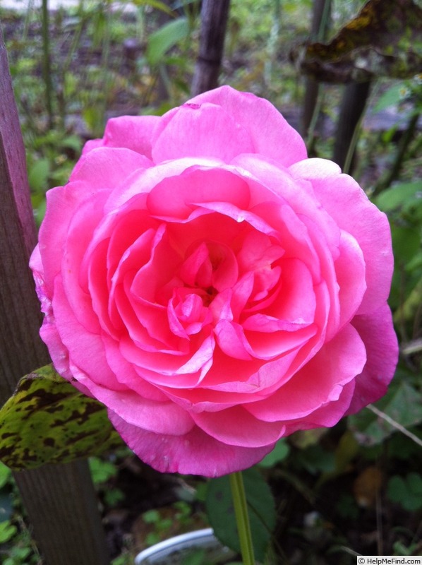 'So Gently' rose photo