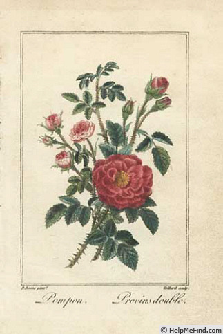 'Pompon Rose (syn. 'De Meaux')' rose photo