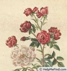 'Bengale Bichonne' rose photo