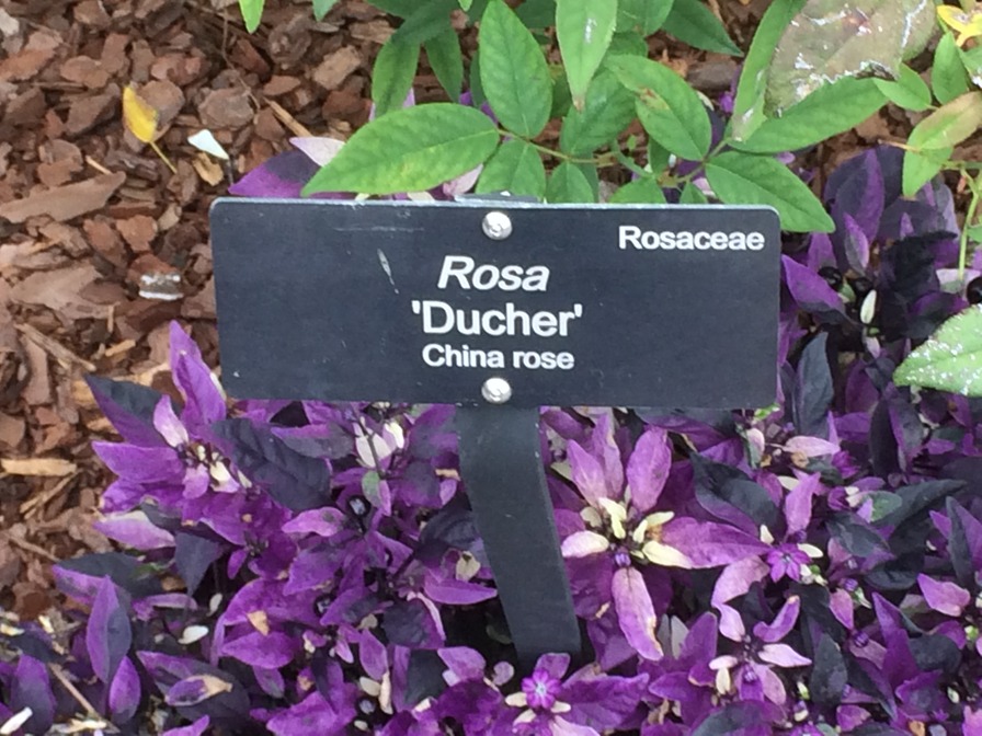 'National Rose Garden (Washington, DC)' , click to enlarge 'National Rose Garden (Washington, DC)'  photo