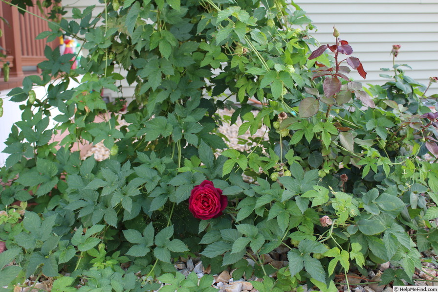 'Dark Desire' rose photo