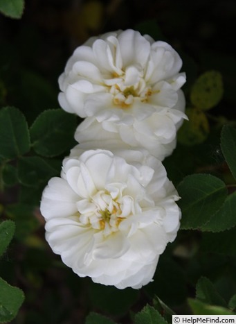 'Belle de Neige' rose, click to enlarge 'Belle de Neige' rose photo