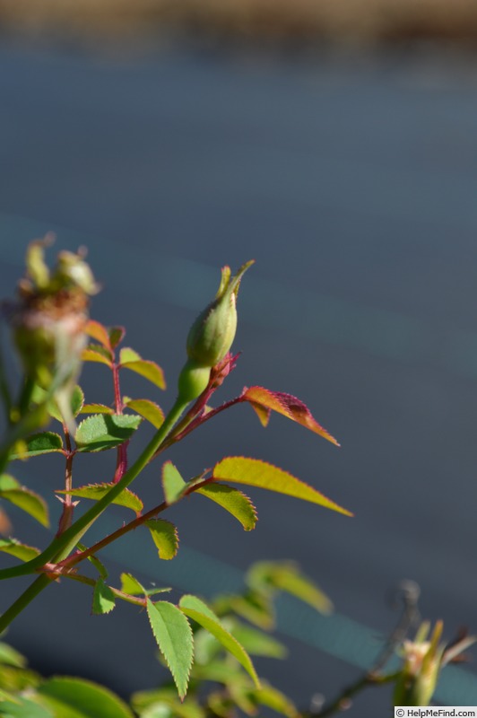 'FAWOLGHER1' rose photo