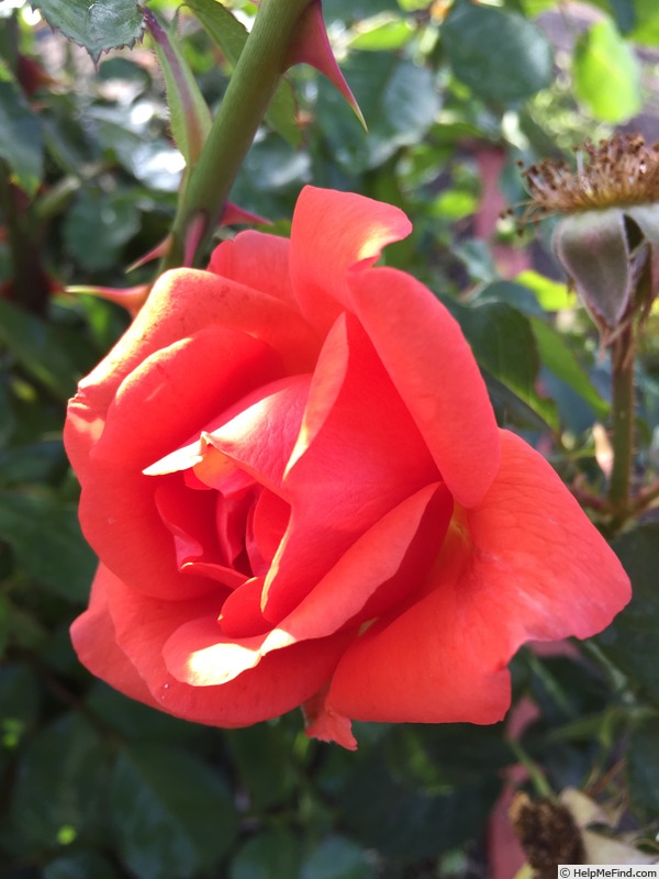 'Above All' rose photo
