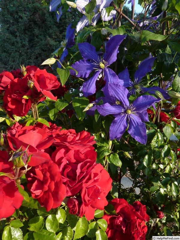 'Amadeus ™ (LCl, Kordes 2003)' rose photo