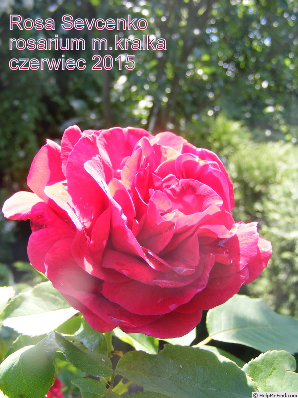 'Rosa Ševčenko' rose photo