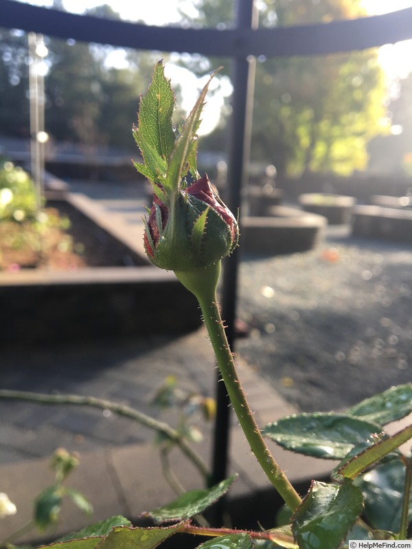 'Falstaff' rose photo