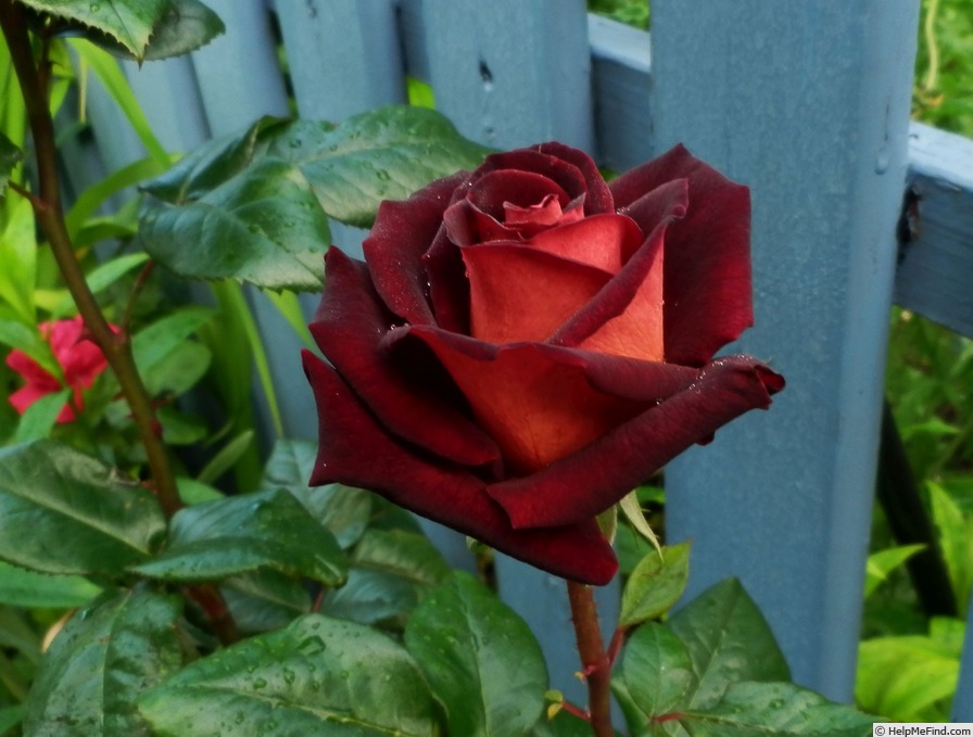 'Eddy Mitchell ®' rose photo