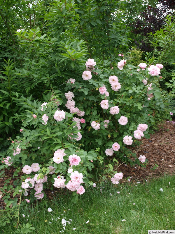 'Glenrose Villa' rose photo