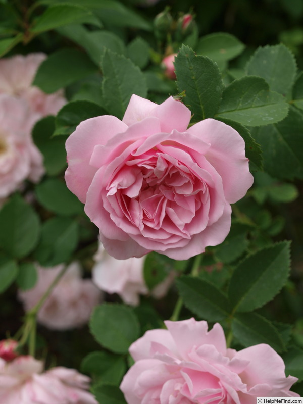 'Glenrose Villa' rose photo
