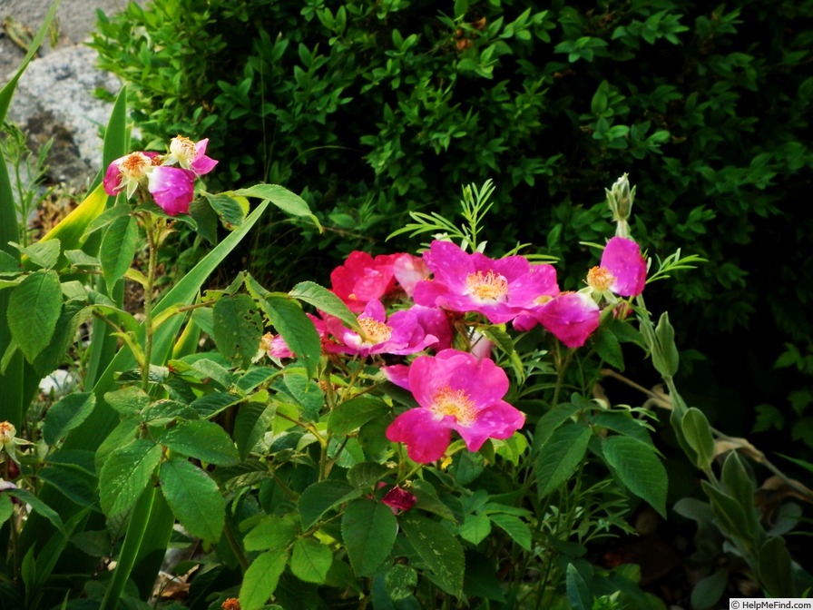 'Asta (gallica, Rautio, 2008)' rose photo