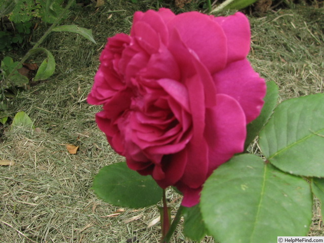 'Capitaine Louis Frère' rose photo