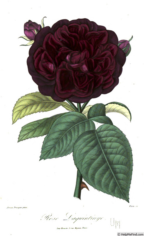'Laquintynie' rose photo