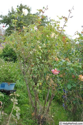 'Fontanelle (hybrid tea, Hill, 1927)' rose photo