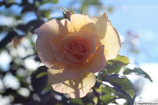 'Johan Barthold Jongkind' rose photo