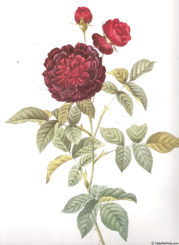 'Gueriniana' rose photo