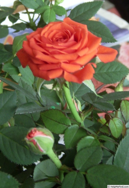 'Mercedes Kordana ®' rose photo