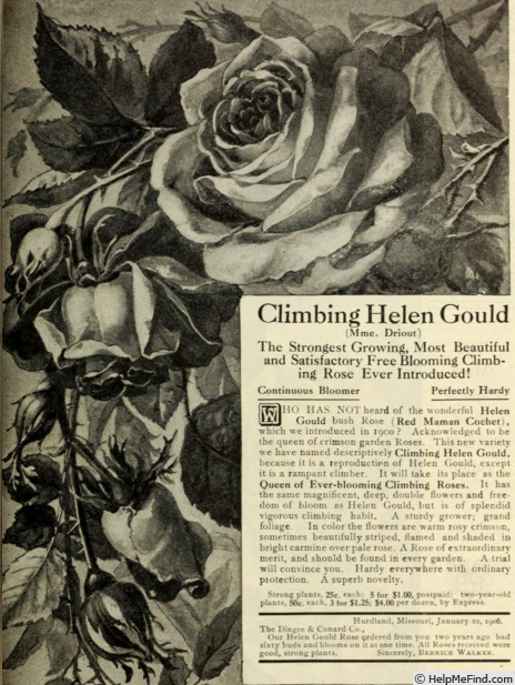 'Helen Gould, Cl.' rose photo