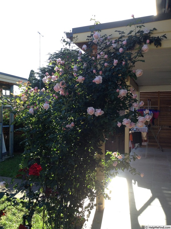 'Nahéma' rose photo